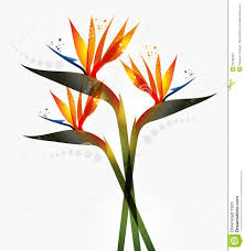 Simple Bird Of Paradise Drawing Bird Of Paradise Flower Birds Of Paradise Flower Botanical Flowers Flower Drawing