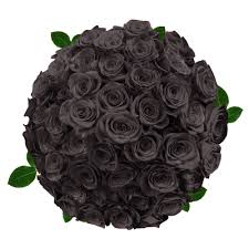 صور ورد أسود أزهار وورود باللون الأسود بجودة عالية روزبيديا