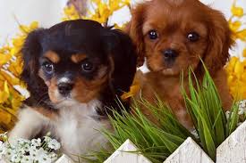 Parents have 3 generation pedigree *parents are on premises and are family pets* *we are not professional breeders and our goal is to be able to provide healthy purebred cavaliers to families in socal* (for pet homes only not for breeding or show case. Cavalier King Charles Spaniel Puppies For Sale Massachusetts