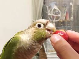 インコにサクランボは大丈夫 あの部分には毒がある 赤ヘルインコ