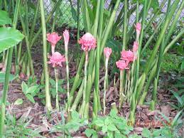 The Etlingera Elatior Common Name Torch Ginger From The Ginger Flower Torch Ginger Plants