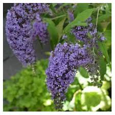 Image result for Komule empire blue