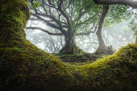 Fairytale Forest Ancient Forest Ancient Tree Dreamy Landscapes