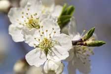 Fleurs De Bach Pour Chien