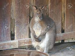 Wallaby Ist Ein Tier, Eine Austral Beuteltier Hat, Die Ähnlich Ist, Aber  Kleiner Als Ein Känguru. Lizenzfreie Fotos, Bilder und Stock Fotografie.  Image 68814668.