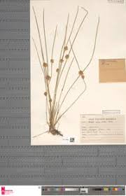 Image result for Schoenoplectiella roylei