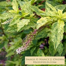 Image result for Phytolacca