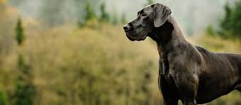 Hair loss around the eyes is something i have seen with a dane. The Great Dane The Apollo Of Dogs Mondou