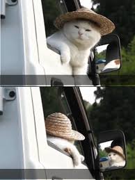 We did not find results for: Straw Hat Cat Know Your Meme