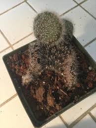 They require minimal care and attention, which also makes them great as a container specimen or houseplant. Help My Cactus Has Been Turning Black Is He Dying Or Is There A Way To Save Him Details In The Comments Gardening