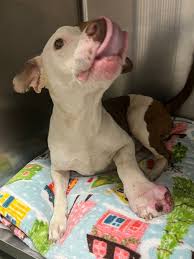 News from the Humane Society of Louisiana: Your donations saved Gypsy's  life! Well done, you! @highlight