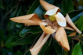 25 more photos view gallery. Why Do I Have Brown Leaves On My Magnolia Trees