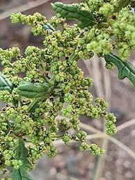 Image result for Dysphania schraderiana