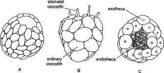 Image result for Exotheca