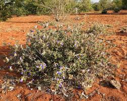 Image result for Blepharis