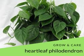 The philodendron requires little care but not none. Care Heartleaf Philodendron Archives Philodendron Plant