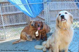 Check spelling or type a new query. Golden Rescue Update June 2019 Humane Society For Greater Nashua New Hampshire