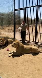 Lion Attacks | TikTok