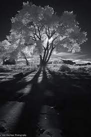 Infrared Shadows White Photography Black And White Photographs Black And White Tree