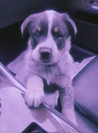 Pinterest Tattooedavenue Cute Animals Cute Dogs And Puppies Cute Dogs