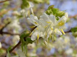 Not all plants that are of winter interest will 'flower'. Winter Flowering Plants 10 Of The Best Planting Flowers Plants Winter Plants