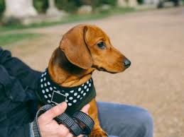 Then, fasten the straps around your dog's body behind the front legs. Surprising Dog Harness Dangers To Avoid Petmd