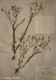Image result for Schkuhria pinnata