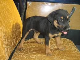 Kanni Alchetron The Free Social Encyclopedia Search more hd transparent dog image on kindpng. kanni alchetron the free social