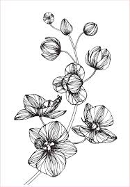 Tips mengundang guest star untuk mengisi pensi dan juga apa yang paling dicari oleh calon sponsor juga. 30 Gambar Sketsa Bunga Mudah Bunga Matahari Mawar Tulip Sakura Teratai Sepatu Melati Dll Seni Budayaku