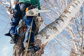 Check out our premium certified arborist study guide to take your studying to the next level. How To Become An Arborist Rock N Rescue