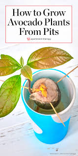 I change mine every couple weeks.which is a happy medium. How To Grow Avocado Plants From Pits Apartment Therapy