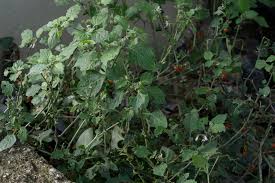 Image result for Solanum villosum