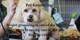 Pin On Pets