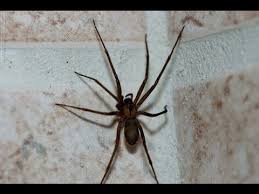 Pin On All About Arthropods