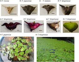 Image result for Trapaceae