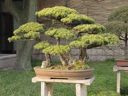 The juniper bonsai has multiple varieties like juniperus chinensis and juniperus procumbens 'nana' that can be used to make a great bonsai. White Pine Bonsai Care Bonsaischule Wenddorf