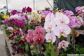 The color is off, send the maintenance crew back. How Often To Water Your Phalaenopsis Orchids Joy Us Garden