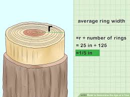 2 easy ways to determine the age of a tree wikihow