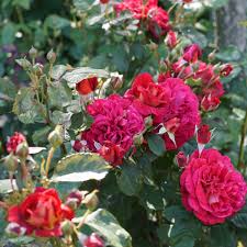 Rosier Parfume L Ami Des Jardins Roseraie Guillot 1829 En 2020 Rosier Rosier Buisson Roseraie