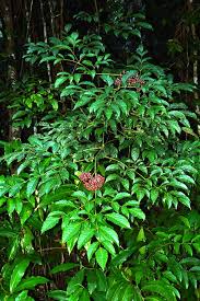 Image result for Leea guineensis