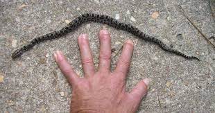 Snake Trapping And Removal Ruskin Snake Removal Florida Rattlesnake