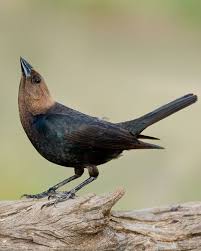 Bird With Light Brown Head And Black Body Brown Headed Cowbird Whatbird Com Backyard Birds Pet Birds Bird Life List