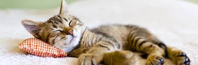 Popular Cat Names The Top 100 Most Popular Cat Names In 2021 Kitty Catter