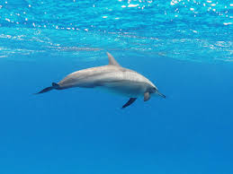 And their skin isn't pink; Spinner Dolphin Wikipedia