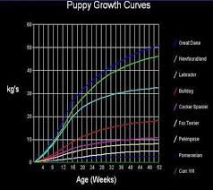 51 right dog growth chart puppy