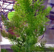 Image result for Ceratophyllaceae