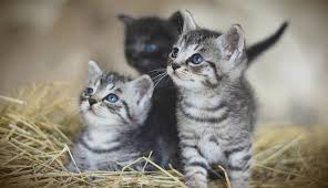 Dreaming about kittens, then, could indicate that you are feeling vulnerable, scared or need help. Dreams About Kittens Interpretation And Meaning