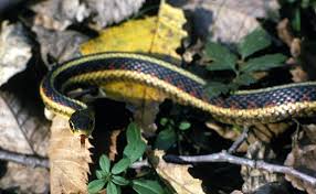 Garter snakes are harmless, very common and feed on slugs, leeches, insects and small rodents in the garter is among the world's most benign snakes; Adw Thamnophis Sirtalis Information