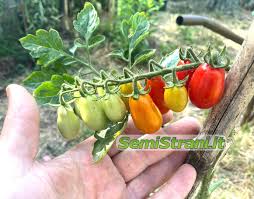 Image result for tomato Datterino
