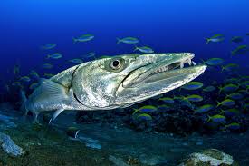 Barrakuda Simfisch De Angeln Und Outdoor